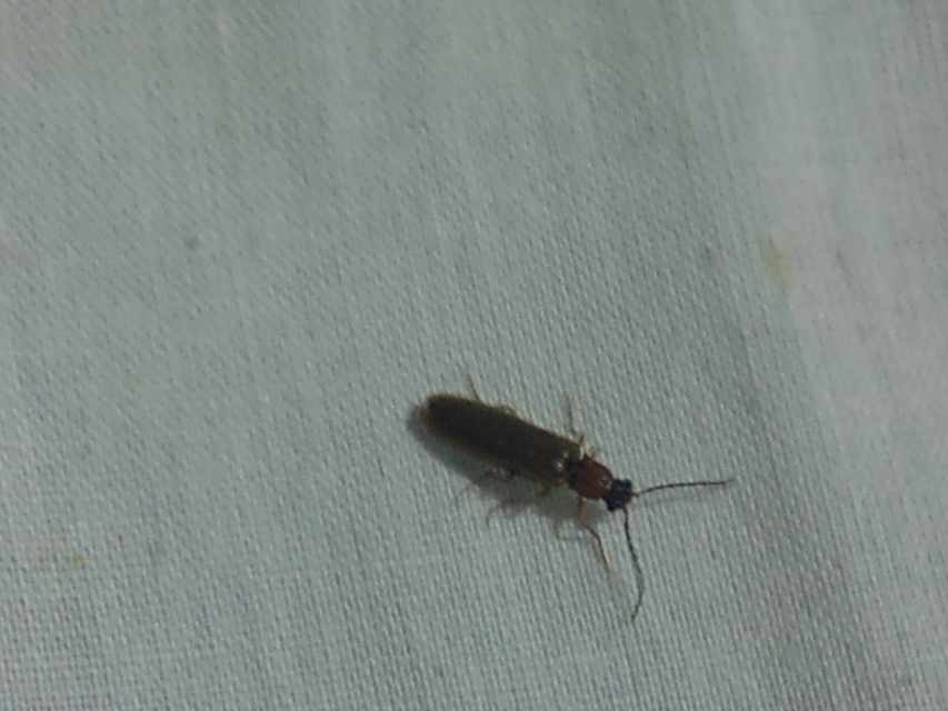 Denticollis linearis - dülledtszemű pattanó