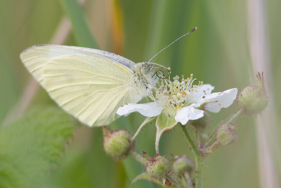 Pieris rapae - répalepke