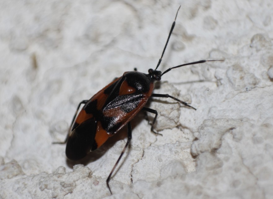 Deraeocoris trifasciatus - nagy mezeipoloska
