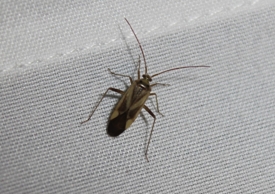 Adelphocoris lineolatus - lucernapoloska
