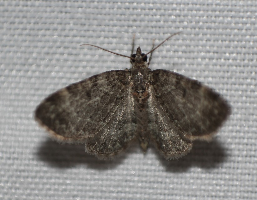 Pasiphila chloerata - hamvas törpearaszoló