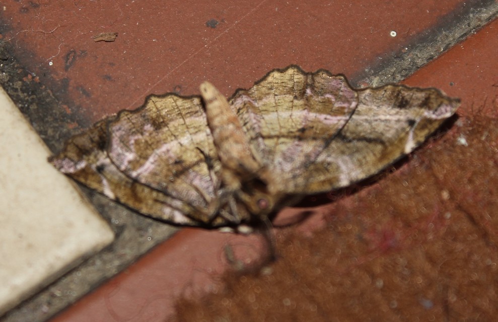 Apeira syringaria - orgona-araszoló