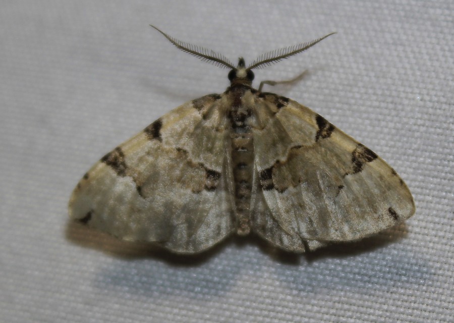 Colostygia pectinataria - zöld levélaraszoló