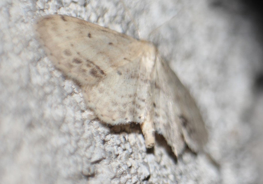 Idaea dimidiata - gyakori apróaraszoló