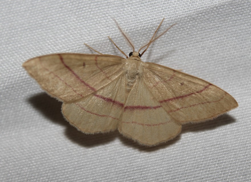 Rhodostrophia vibicaria - pirosszélű araszoló