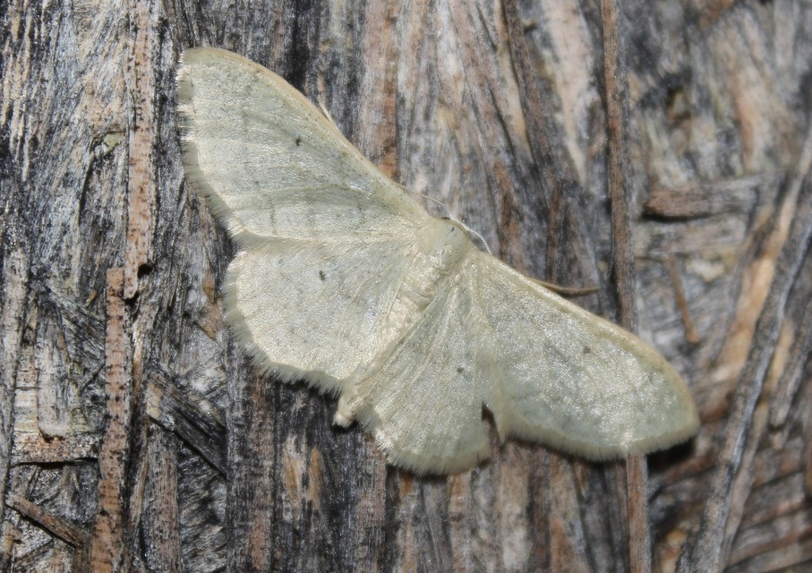 Idaea straminata - szalmasárga sávosaraszoló