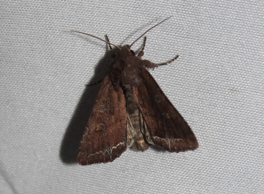 Lacanobia oleracea - saláta-kertibagoly