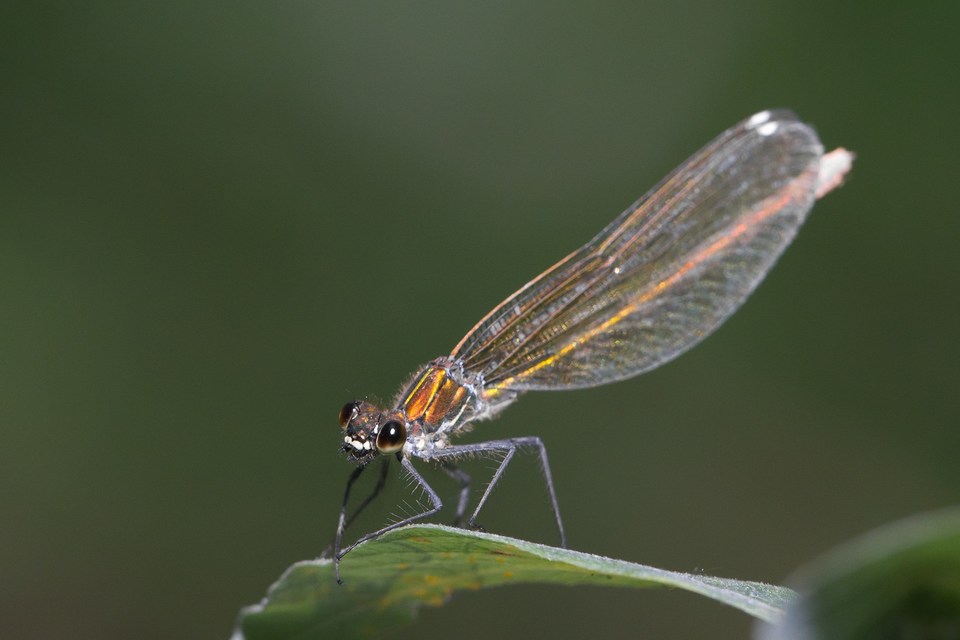 Calopteryx splendens - sávos szitakötő