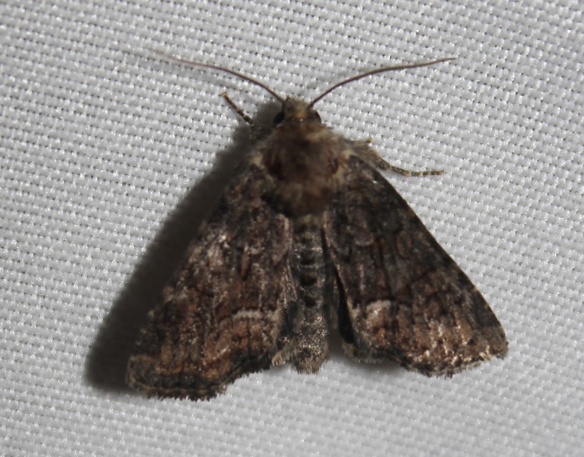Oligia strigilis/latruncula/versicolor