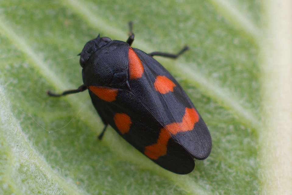 Cercopis arcuata/sanguinolenta