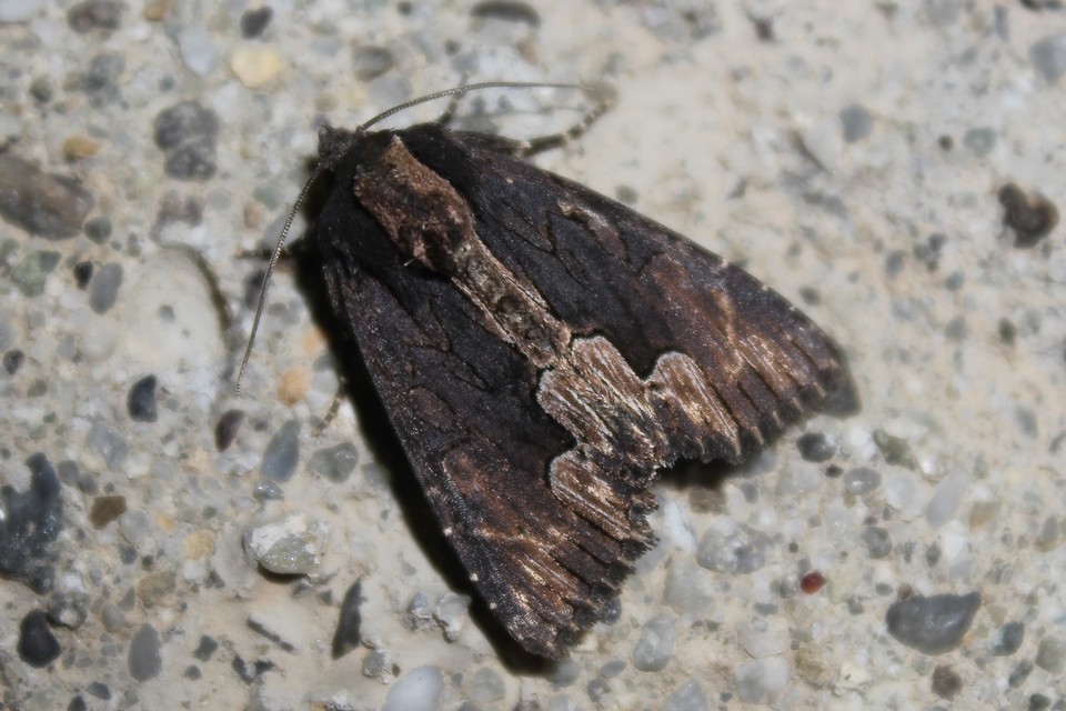Dypterygia scabriuscula - szurokbarna nyáribagoly