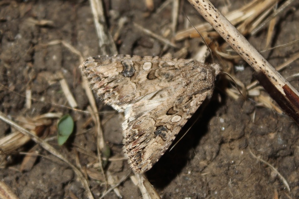 Hadula trifolii - lóherebagoly