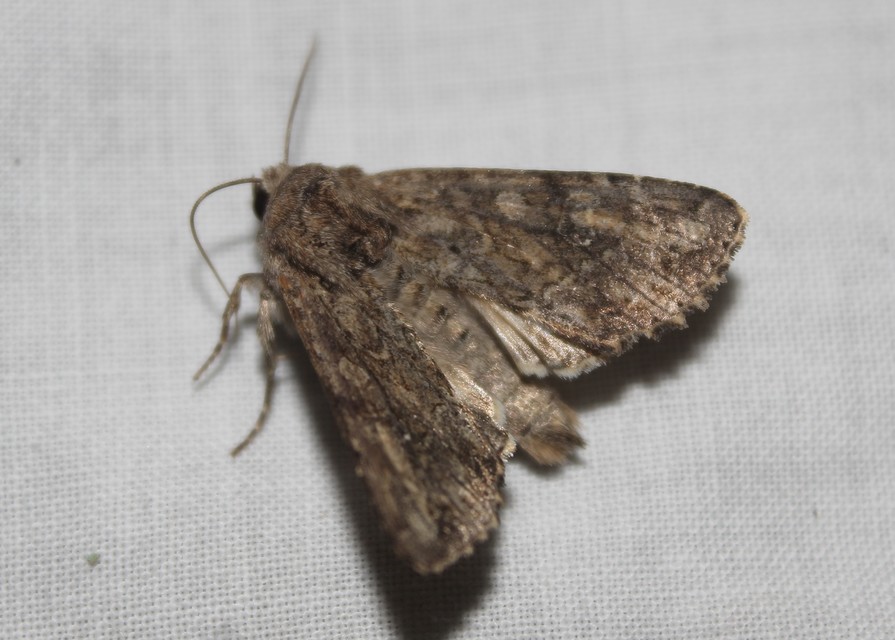 Apamea sordens - kalászrágó dudvabagoly
