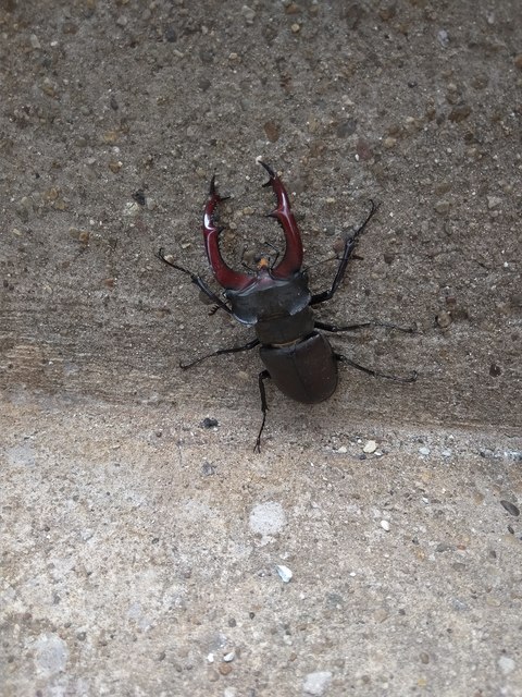 Lucanus cervus - nagy szarvasbogár