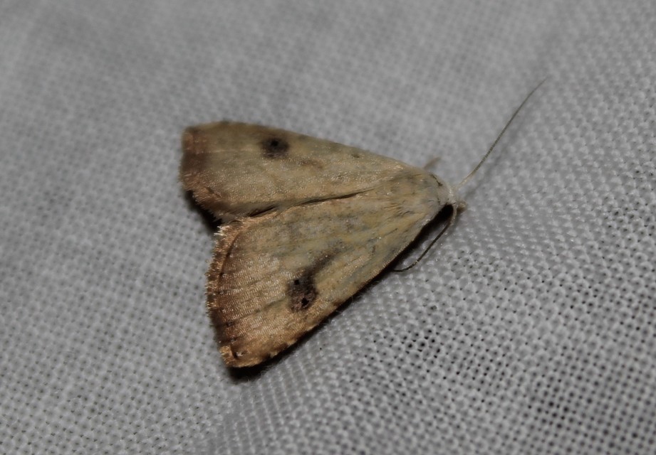 Rivula sericealis - selymes lórombagoly