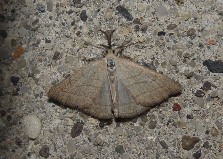 Polypogon tentacularia - sötétaljú karcsúbagoly