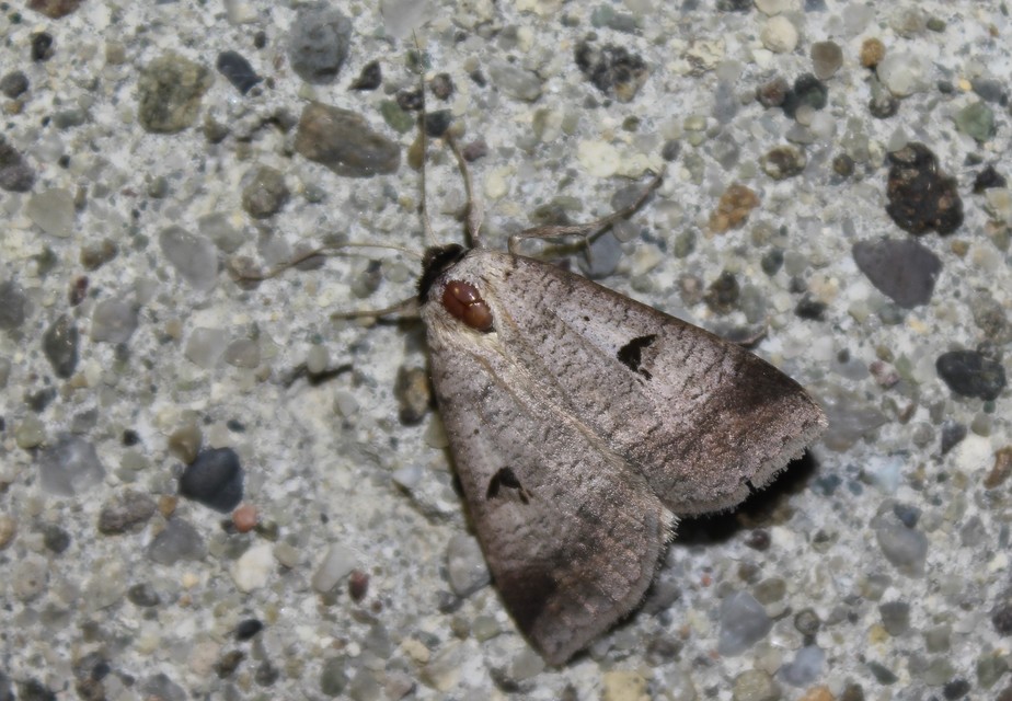 Lygephila pastinum - közönséges csüdfűbagoly