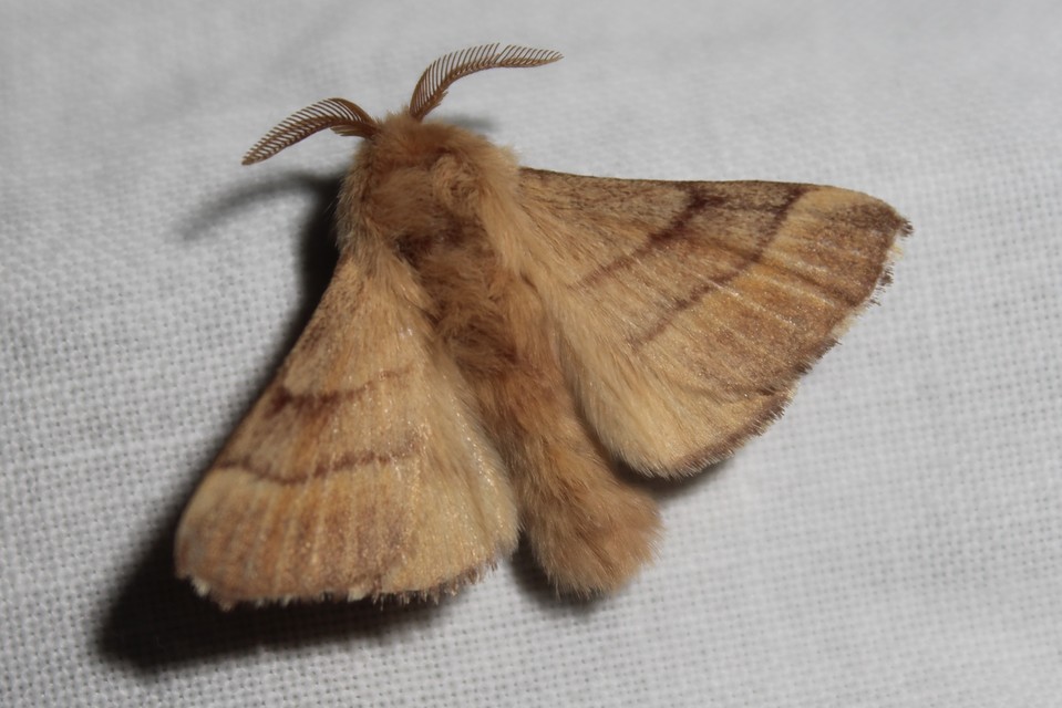 Malacosoma neustria - gyűrűsszövő