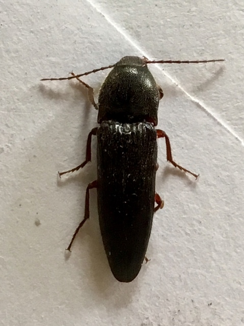 Melanotus