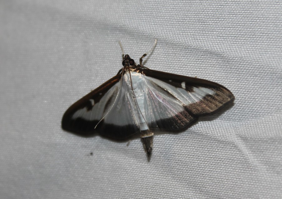 Cydalima perspectalis - puszpáng-tűzmoly
