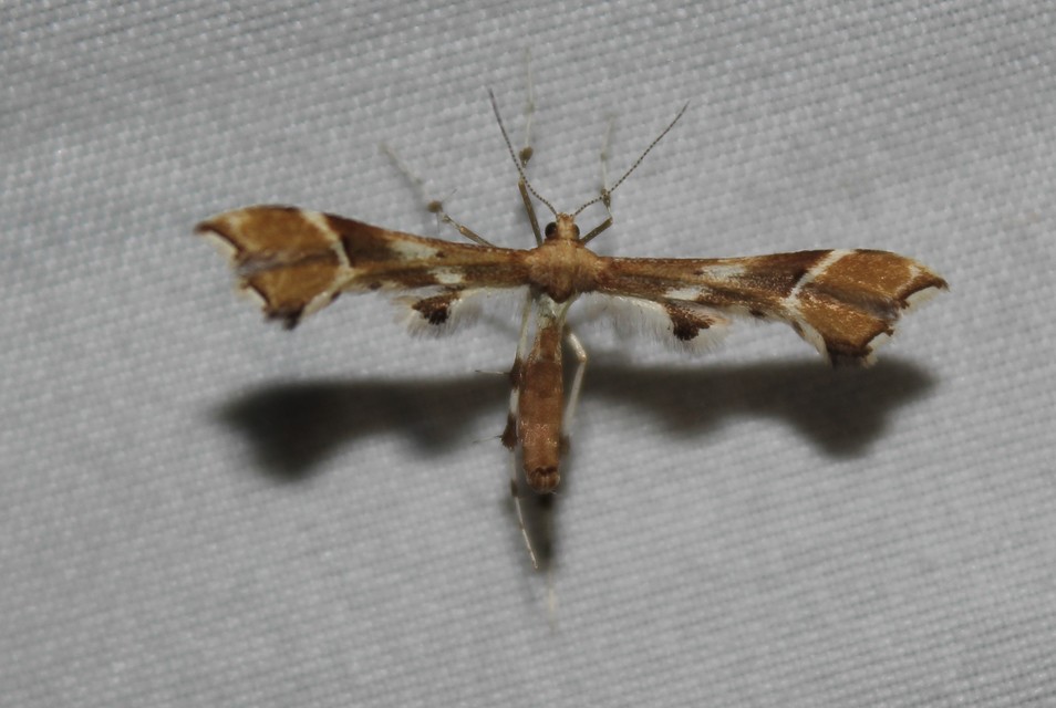 Cnaemidophorus rhododactyla - rózsabogyó-tollasmoly