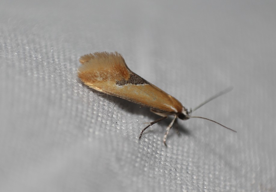 Batia internella/lambdella