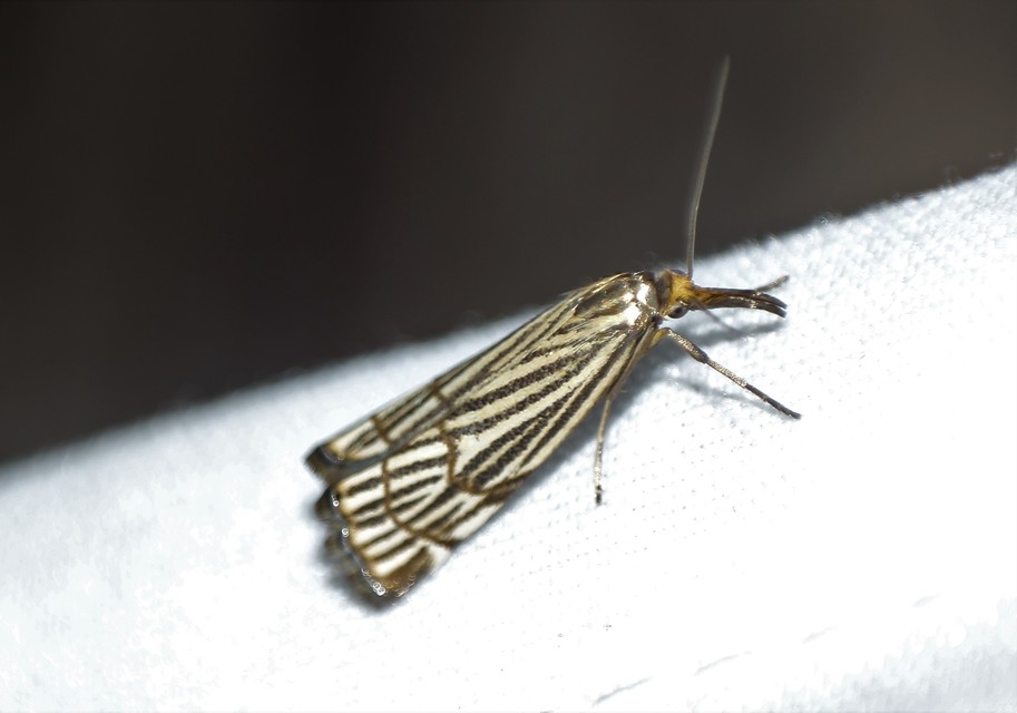Chrysocramboides craterella - rácsos fűgyökérmoly