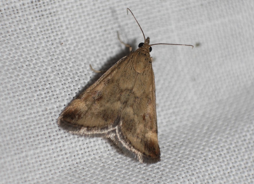 Pyrausta despicata - réti bíbormoly