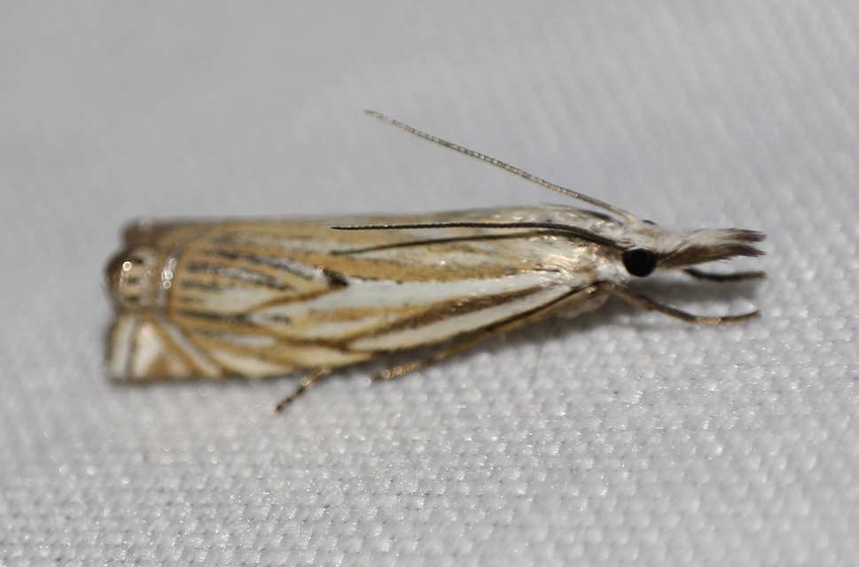 Crambus lathoniellus - mezei fűgyökérmoly