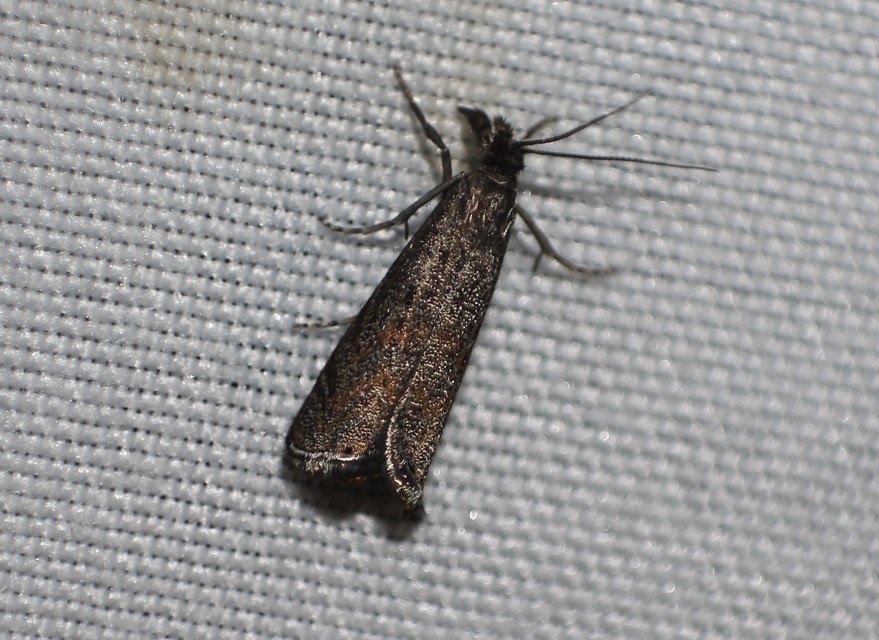 Platytes cerussella - törpe fűgyökérmoly