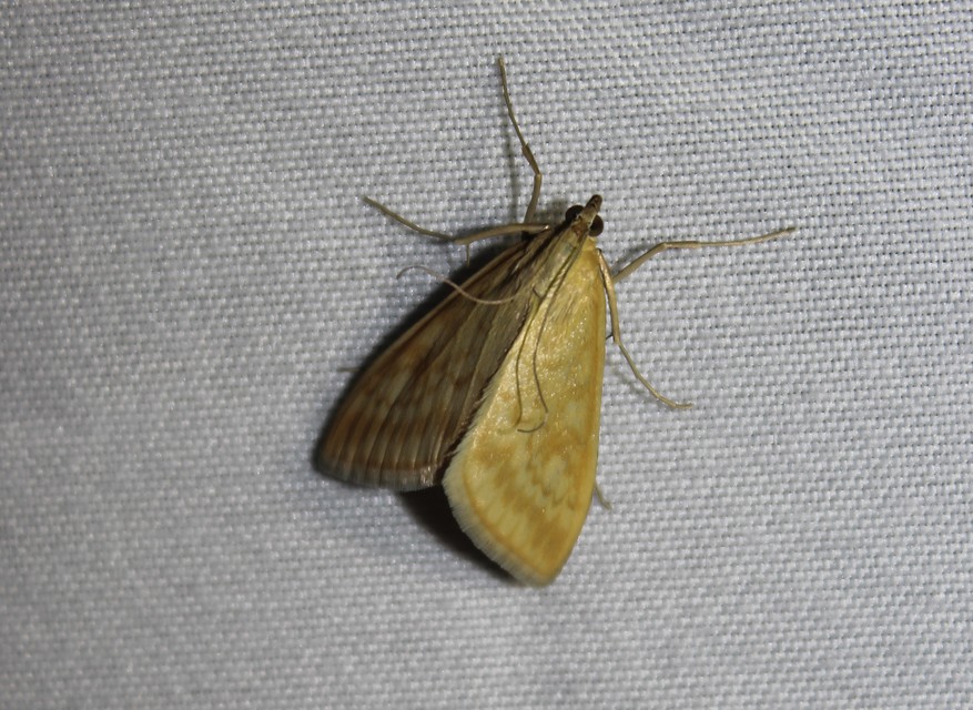 Sitochroa verticalis - világossárga dudvamoly