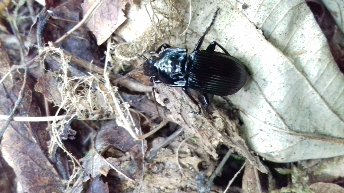 Abax parallelepipedus - félbordás szélesfutó