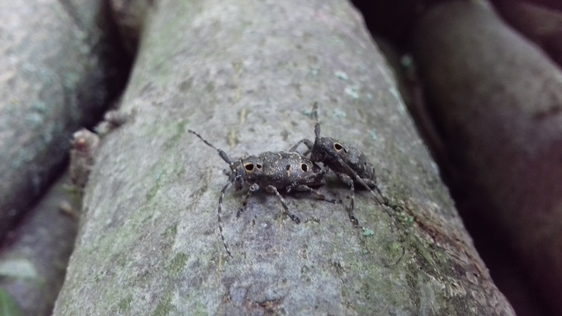Mesosa curculionoides - szemfoltos cincér