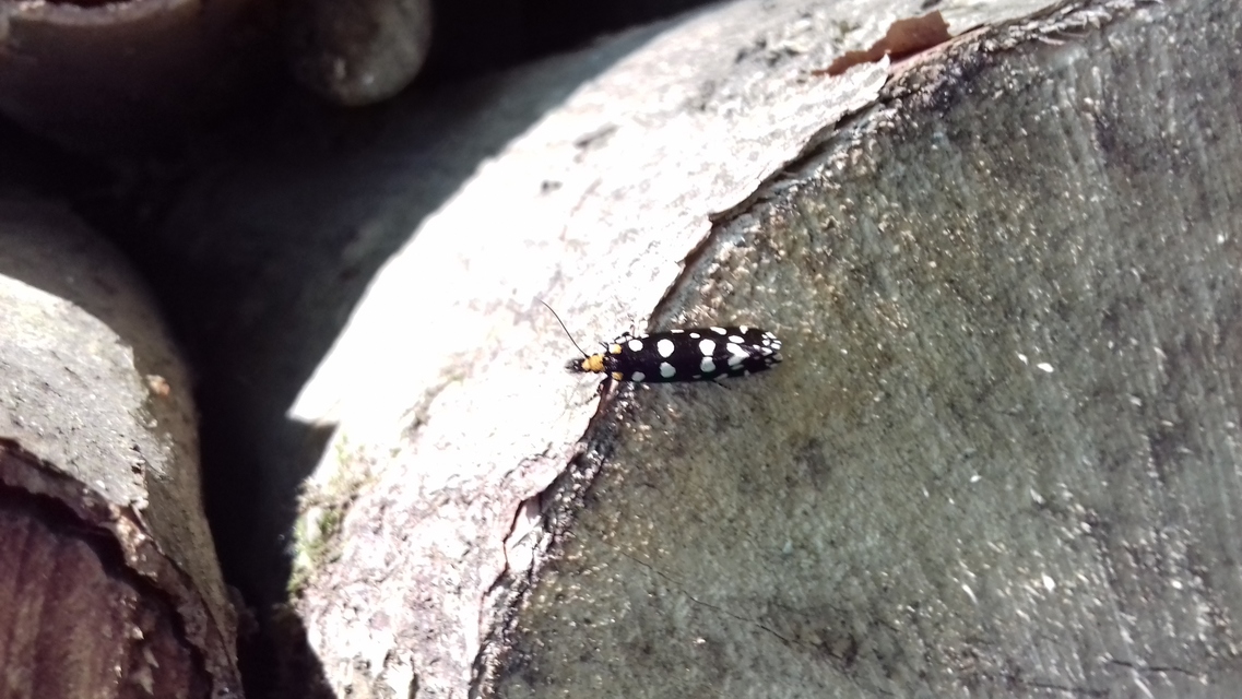 Euplocamus anthracinalis - fésűscsápú korhadékmoly