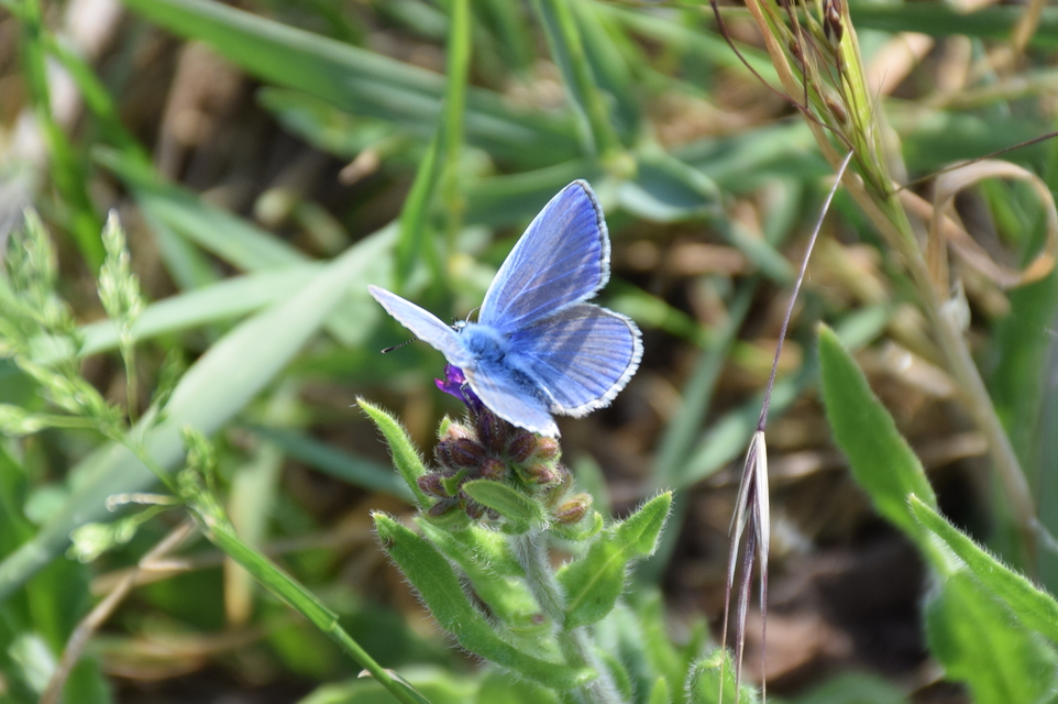Polyommatus icarus - közönséges boglárka