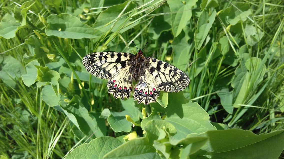 Zerynthia polyxena - farkasalmalepke