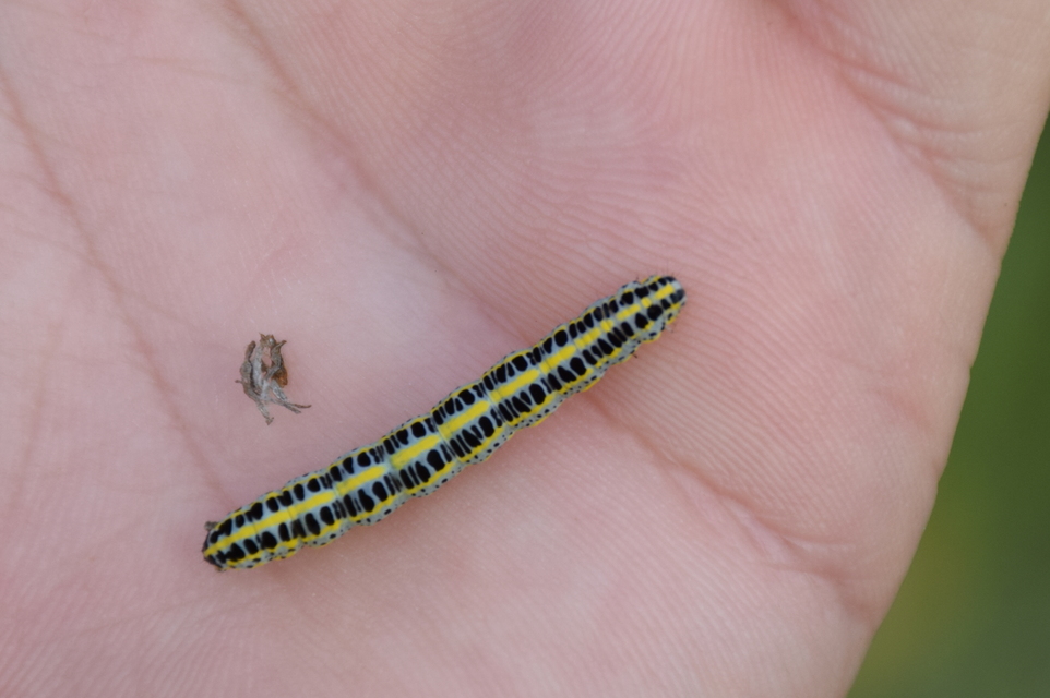 Calophasia lunula - gyújtoványfű-apróbagoly