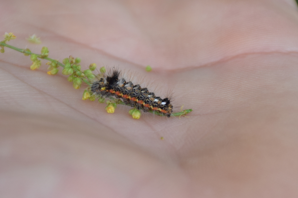 Acronicta rumicis - sóska-szigonyosbagoly