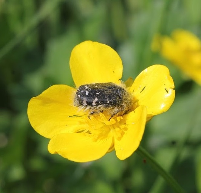 Tropinota hirta - bundás virágbogár