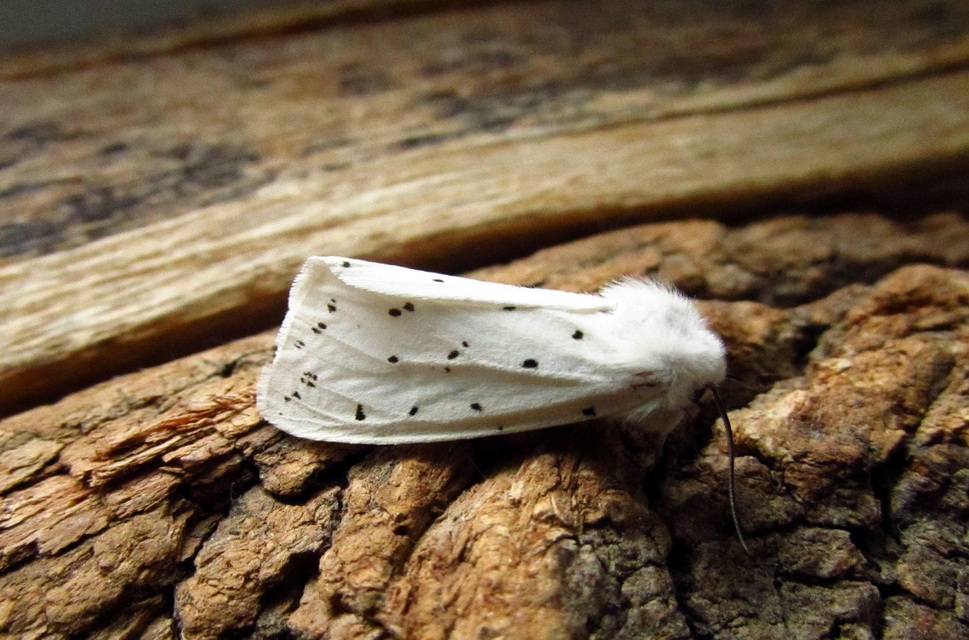 Spilosoma lubricipedum - tejszínű medvelepke