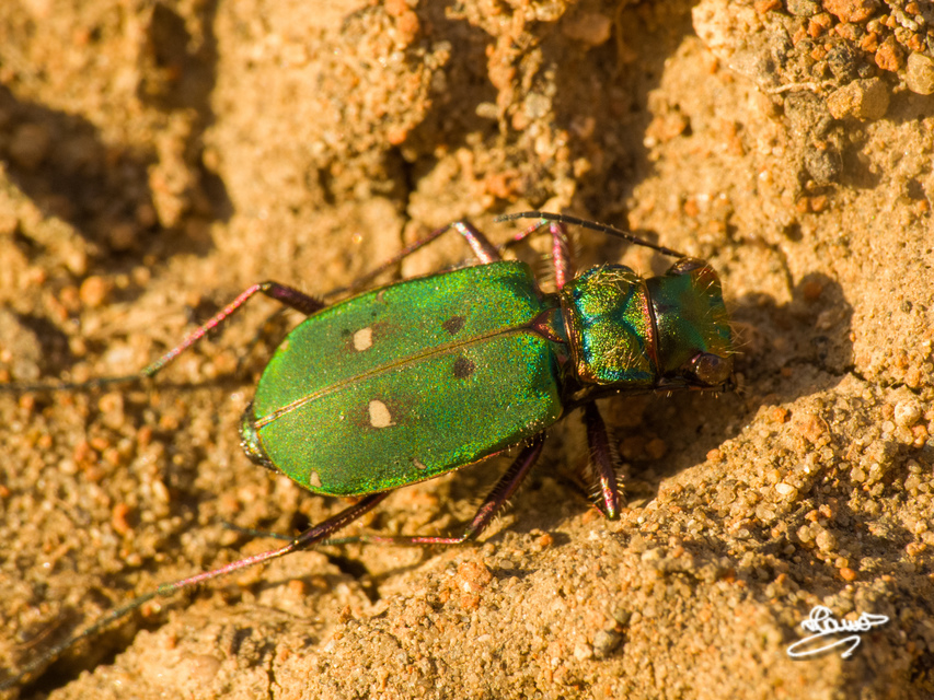 Cicindela campestris - mezei homokfutrinka