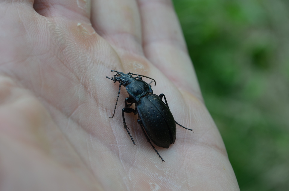 Carabus nemoralis - ligeti futrinka Carabus nemoralis - ligeti futrinka