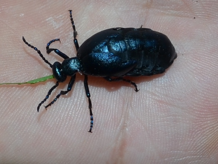 Meloe violaceus - kék nünüke