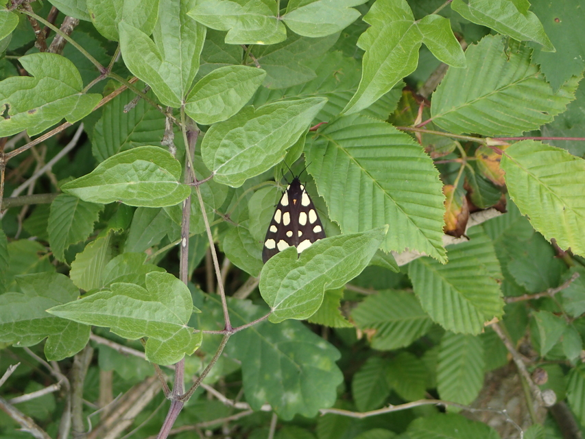 Arctia villica - fekete medvelepke