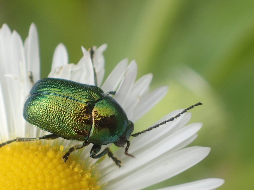 Cryptocephalus