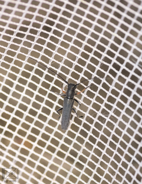 Phytoecia cylindrica - medvelapucincér