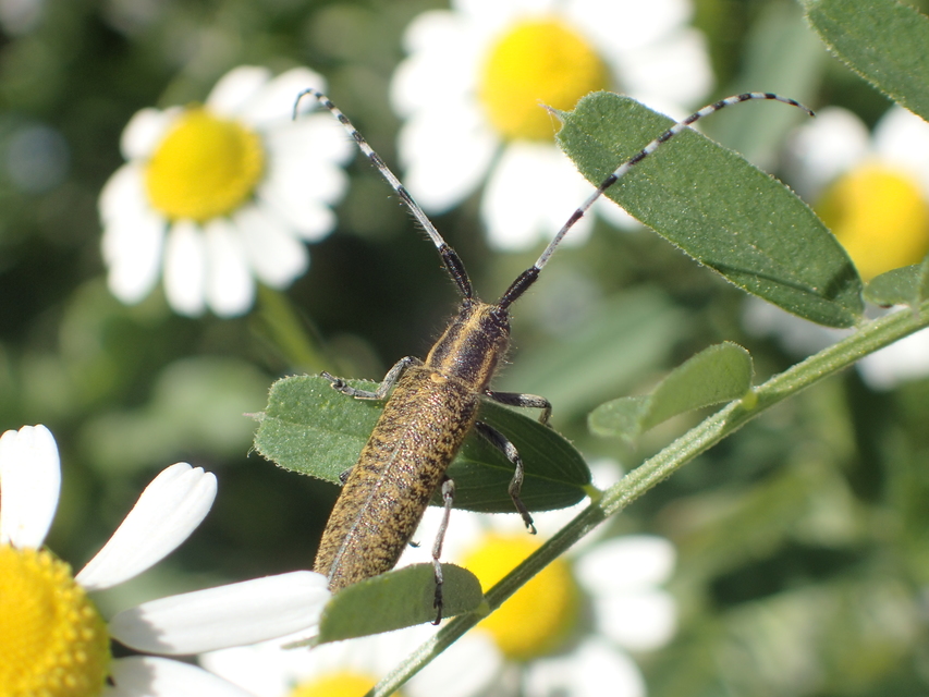 Agapanthia villosoviridescens - fehérgyűrűs bogáncscincér