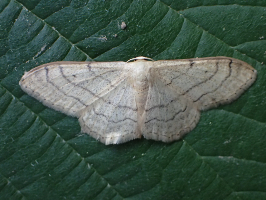 Idaea aversata - nagy sávosaraszoló