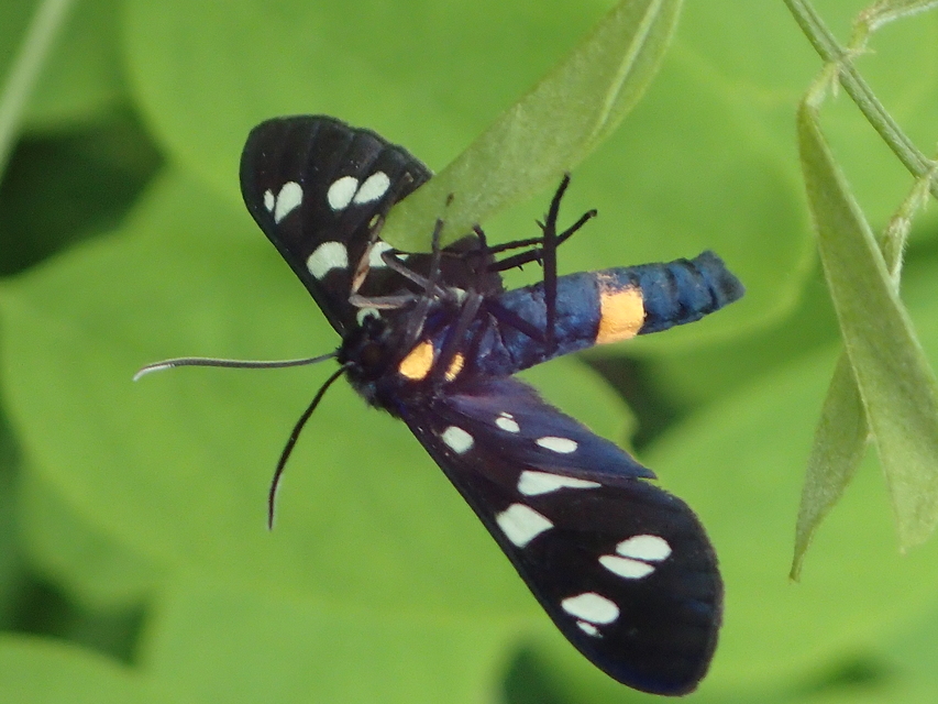 Amata phegea - fehérpettyes álcsüngőlepke