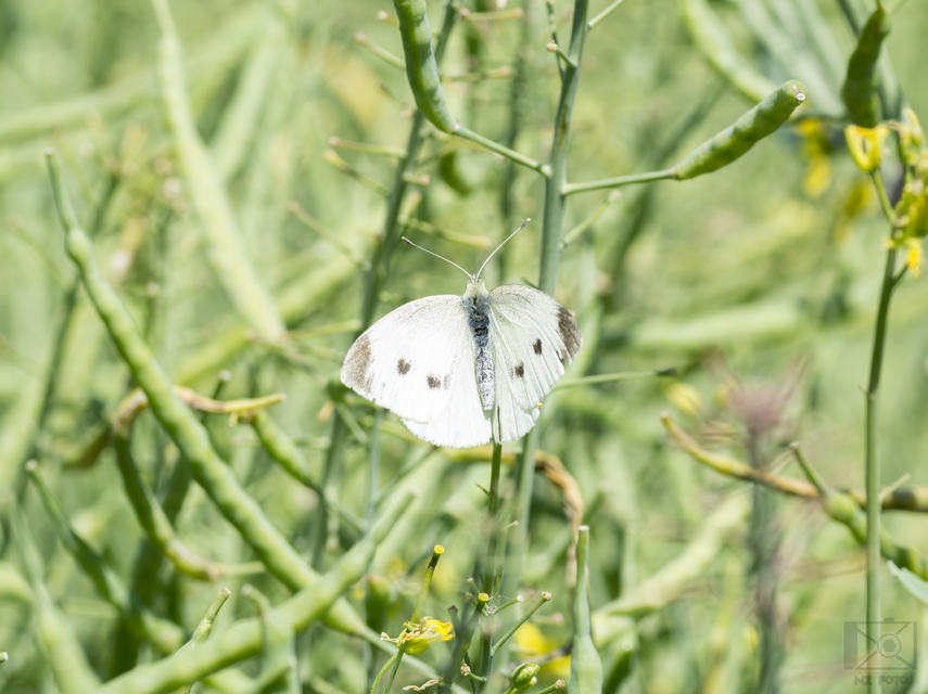 Pieris rapae - répalepke